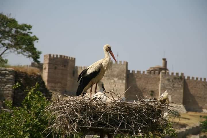 Rilican Best - View Hotel سلجوك المظهر الخارجي الصورة